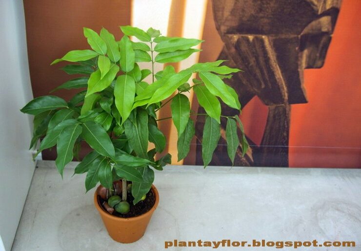 Castanospermum (castaño de interior) cuida cómo crecer en casa