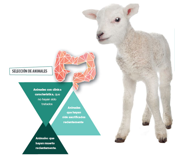 Causas de diarrea en ovejas, tratamiento y prevención.