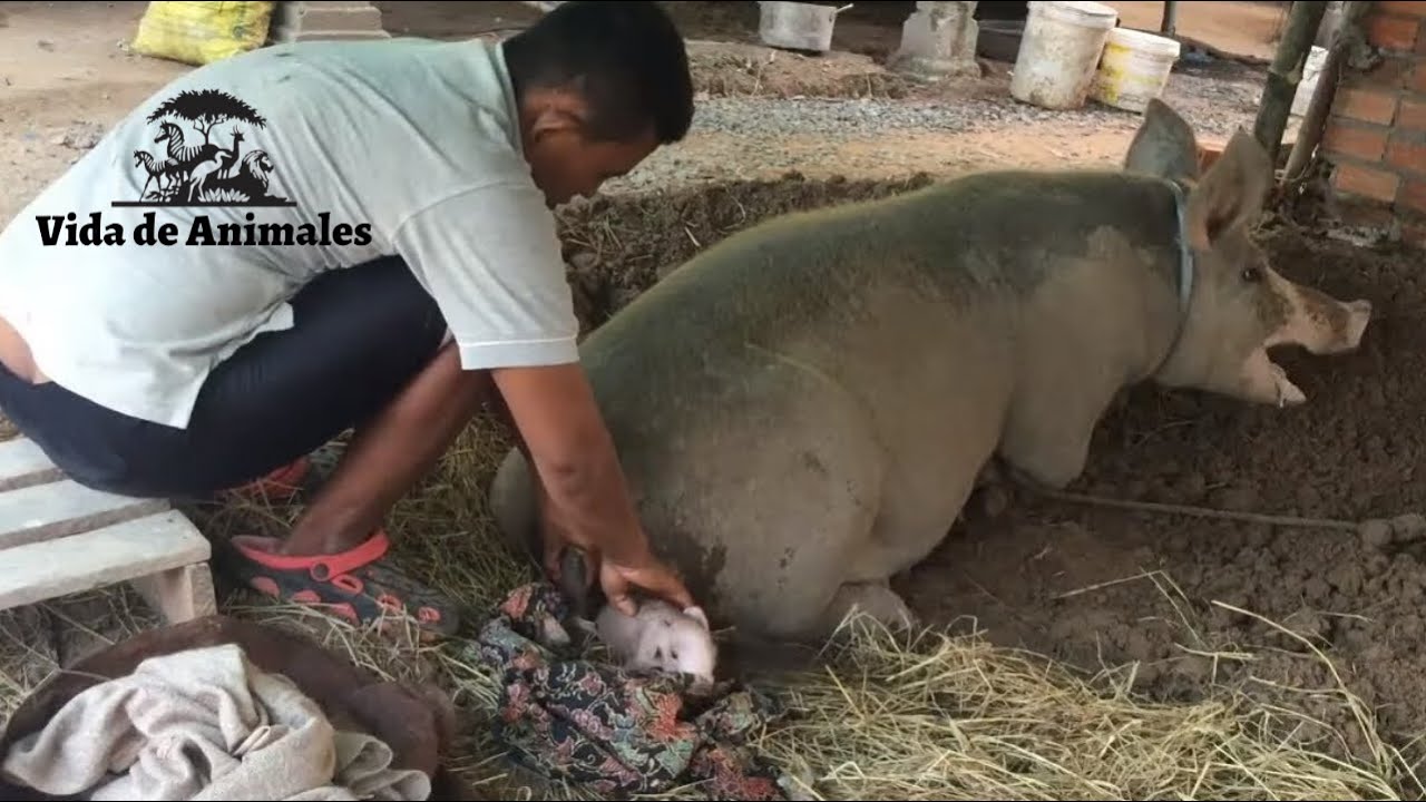 Cerdos dando a luz