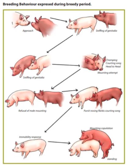 Cerdos reproductores para principiantes.