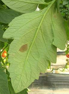 Cladosporiosis del tomate: métodos de control y preparativos.