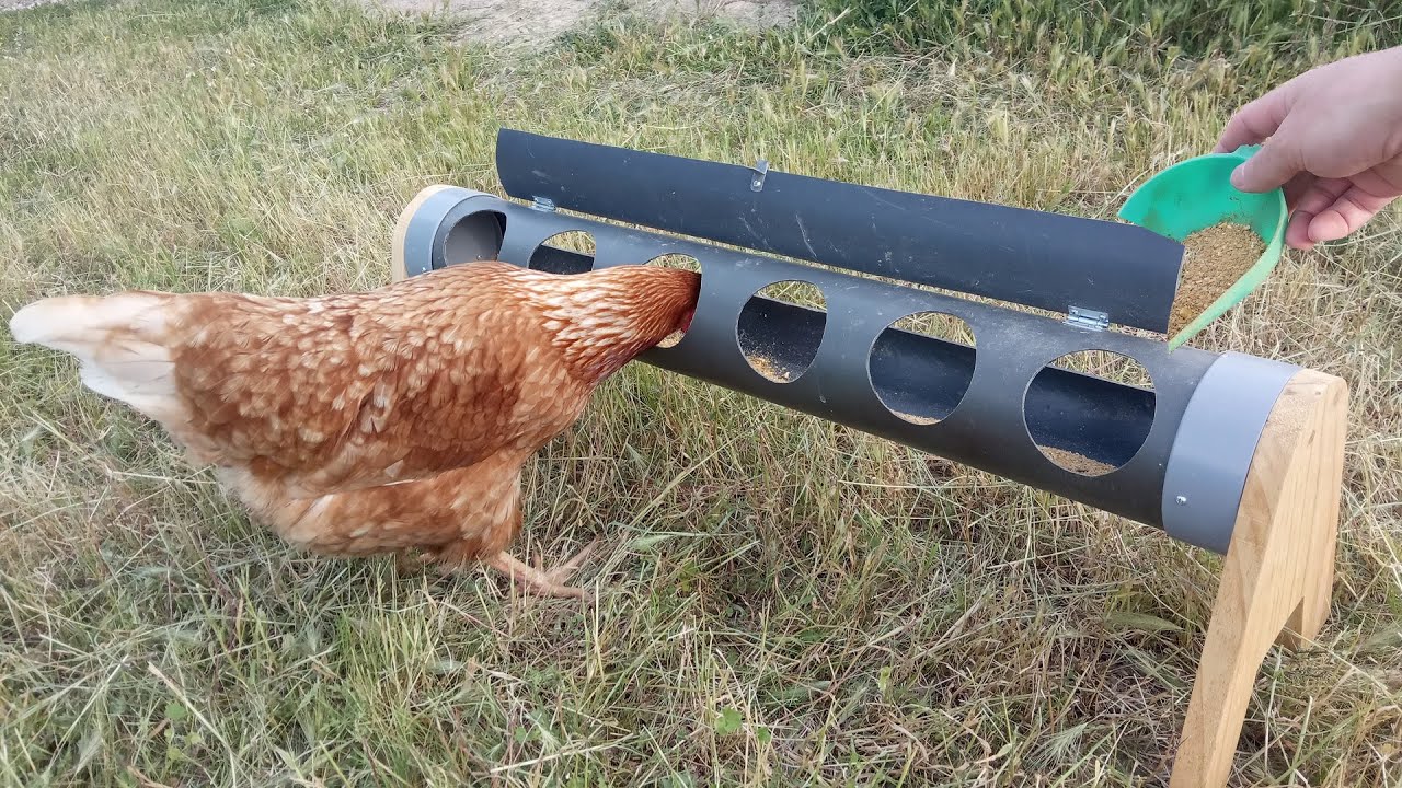 Comederos para pollos hechos de tuberías de alcantarillado de plástico.