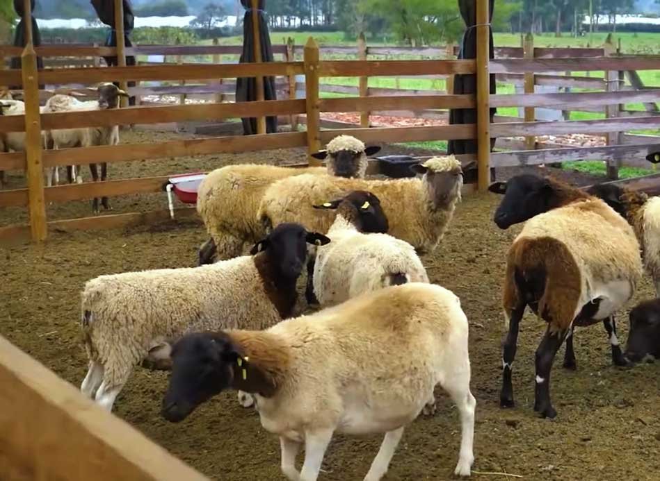 Cómo alimentar adecuadamente a las ovejas: en invierno, carneros reproductores, después del parto, animales jóvenes, normas de alimentación