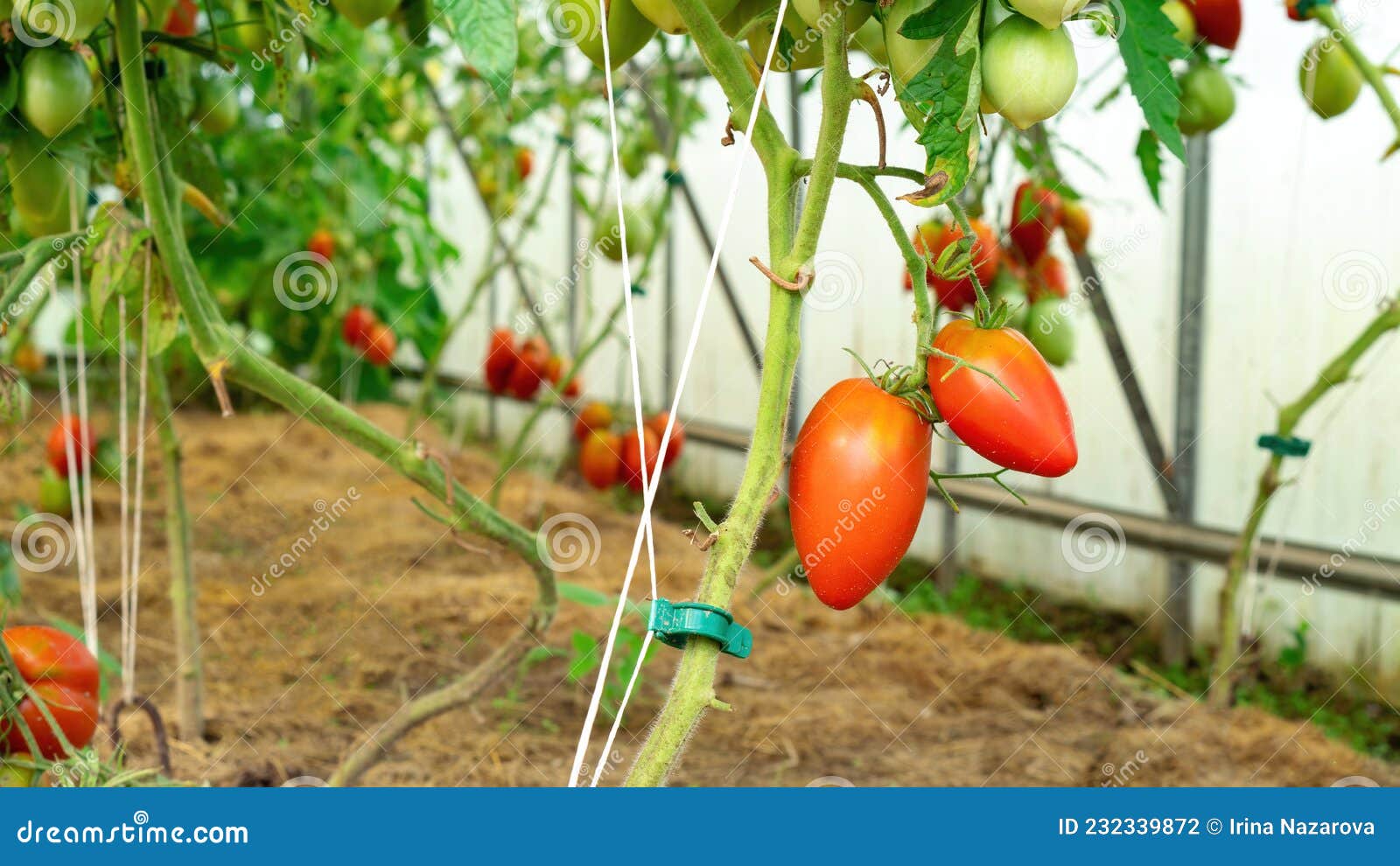Cómo atar tomates en un invernadero de policarbonato.