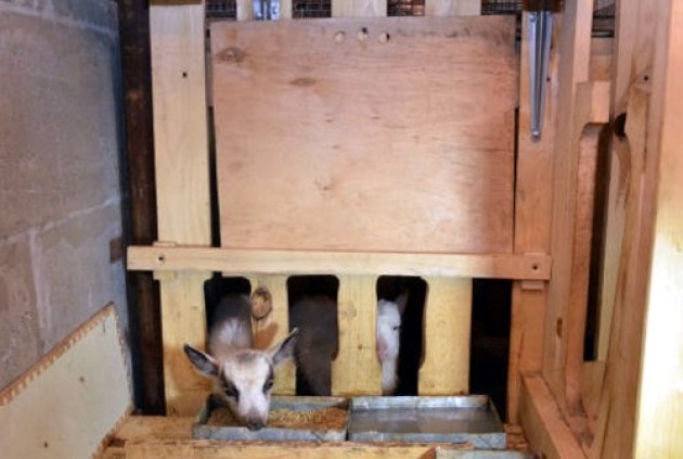 Cómo construir un cobertizo para cabras con tus propias manos.