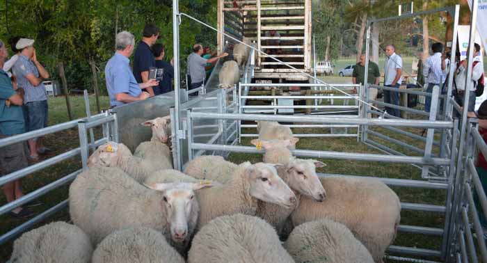 Cómo construir un edificio para la cría de ovejas: selección del sitio, cálculo del área