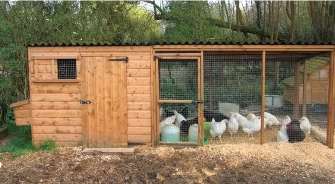 ¿Cómo construir un gallinero para 10 gallinas?