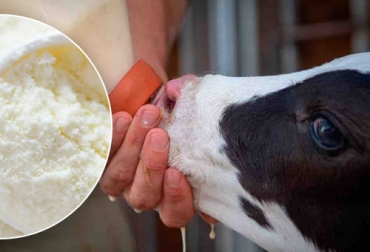 ¿Cómo criar sustituto de leche entera para terneros?