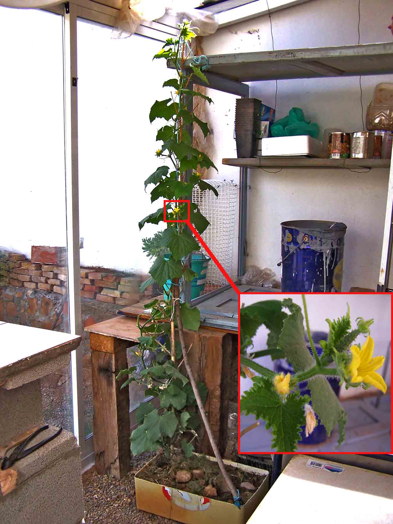 Cómo cultivar pepinos en un balcón.