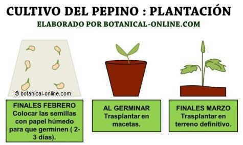 Cómo cultivar pepinos: instrucciones detalladas.