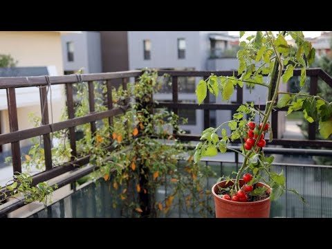 ¿Cómo cultivar tomates en el balcón?