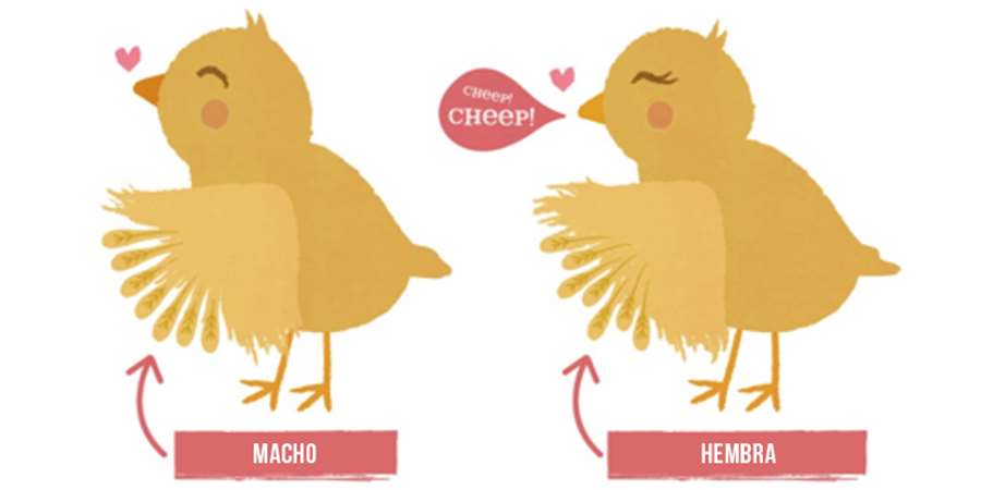 ¿Cómo determinar el sexo de un pollo?