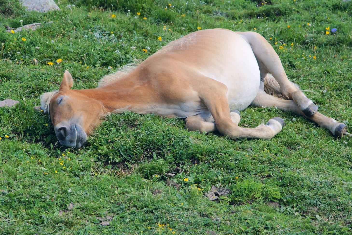 ¿Cómo duermen los caballos?
