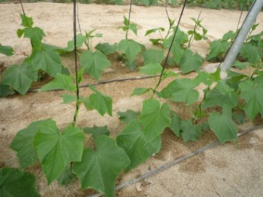 Cómo elegir el híbrido de pepino adecuado para plantar en el campo.