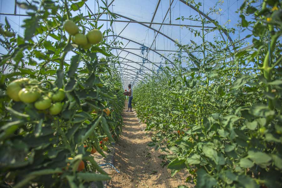 Cómo elegir las variedades tempranas de tomate adecuadas para cultivar en invernadero y en campo abierto