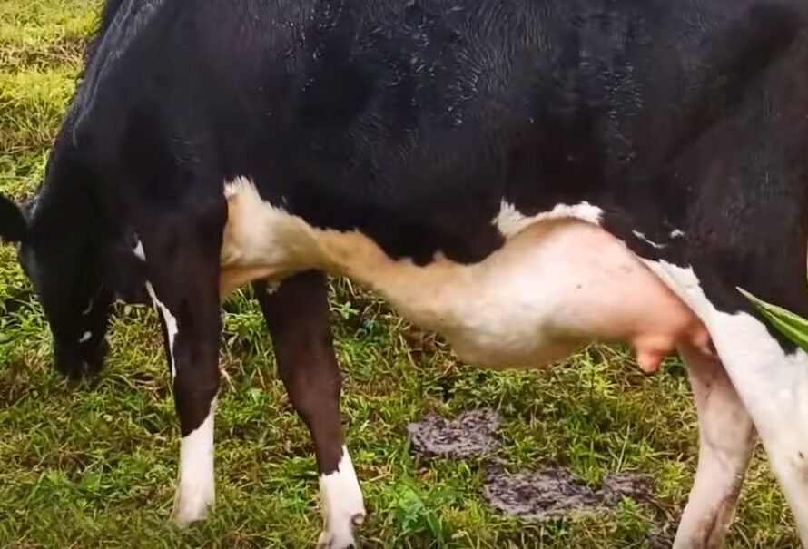 ¿Cómo eliminar la hinchazón de la ubre de una vaca después del parto?