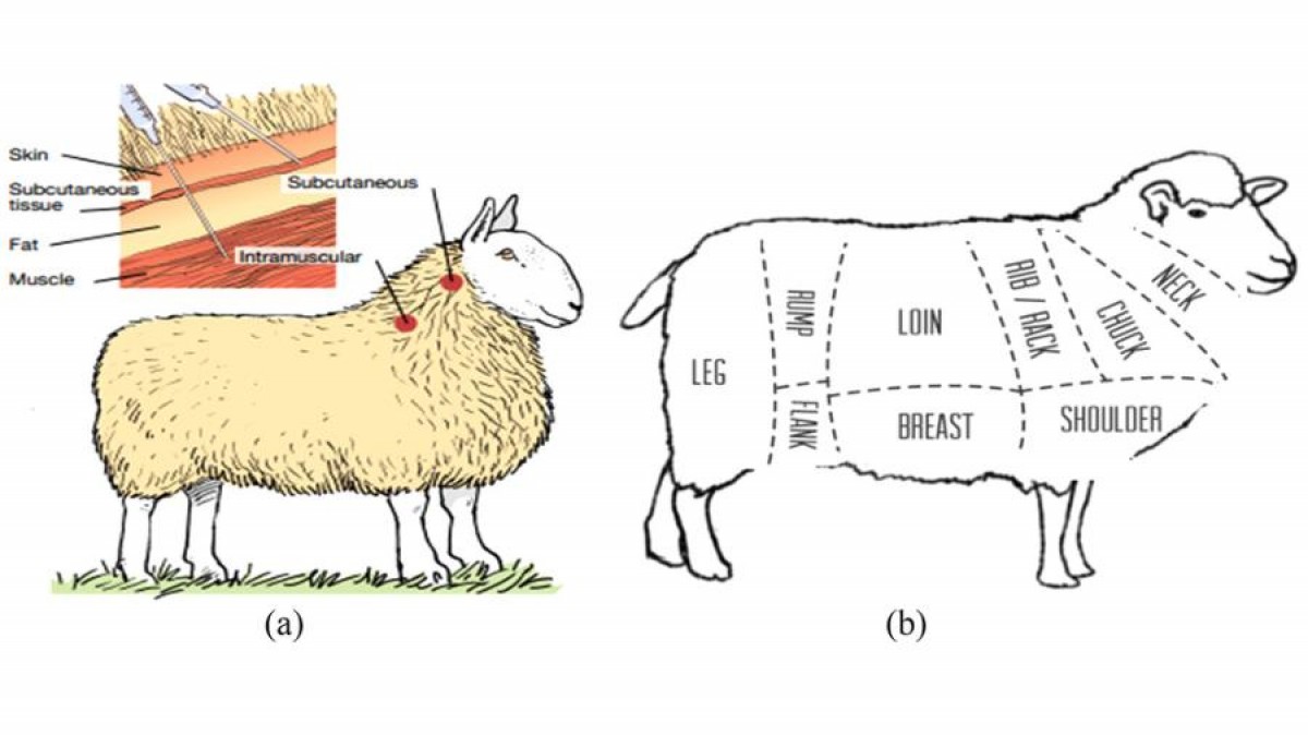Cómo identificar y tratar bradzot en ovejas: epizootología, vacunación