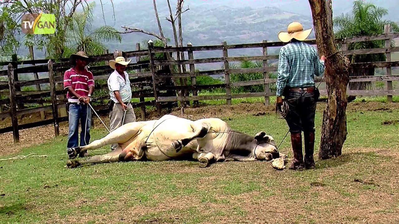 ¿Cómo matar un toro o una vaca?