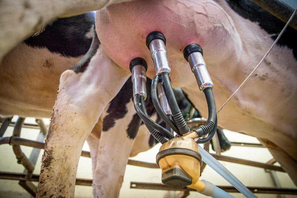 ¿Cómo ordeñar una vaca mediante método manual y hardware?