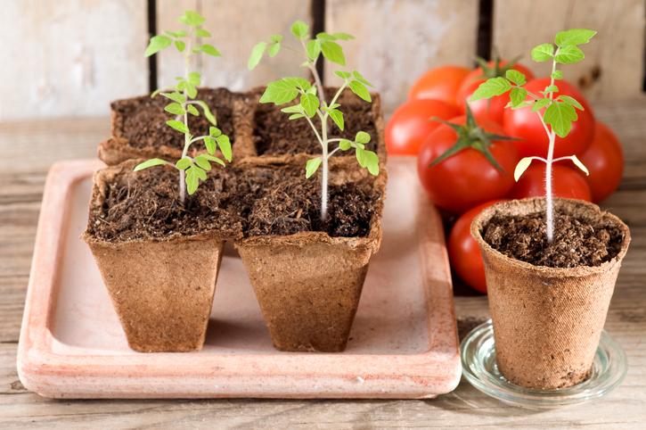 Cómo plantar correctamente tomates para plántulas.