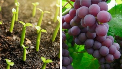 ¿Cómo plantar uvas en primavera?