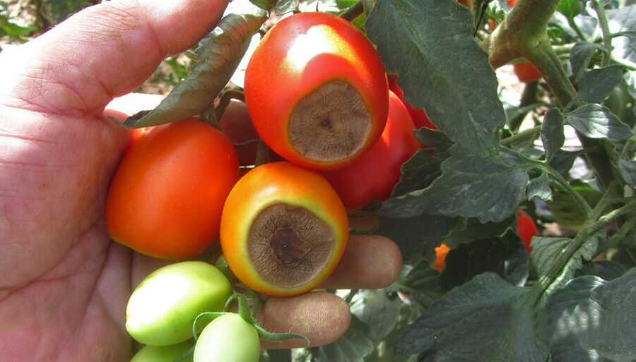 Cómo prevenir la pérdida de cultivos debido a enfermedades: formas efectivas de prevenir las enfermedades del tomate