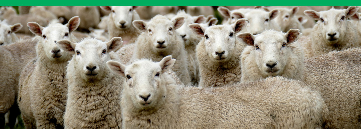 Cómo procesar la piel de un carnero, lana de oveja: características, pasos, aplicación.