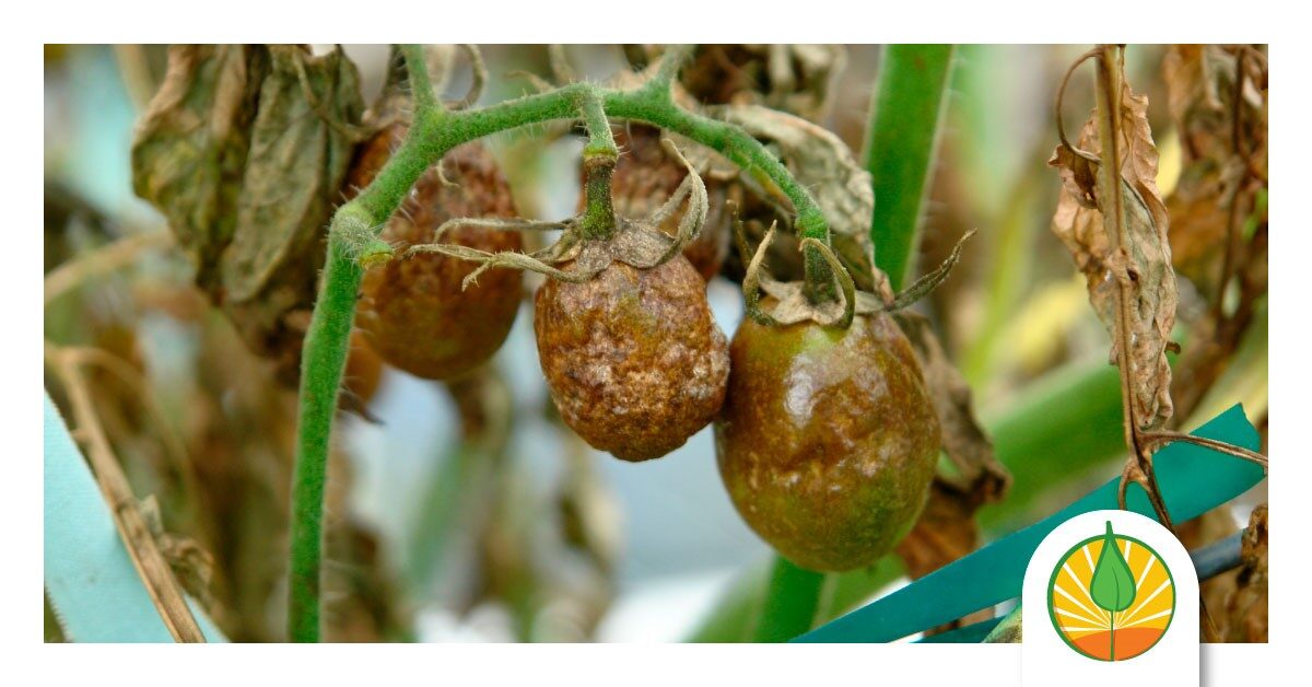 Cómo proteger los tomates del tizón tardío en invernadero.