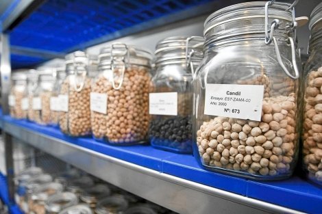 ¿Cómo recolectar y almacenar semillas de hortalizas?