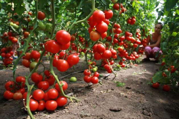 Cómo regar adecuadamente los tomates en un invernadero de policarbonato.