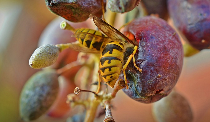 ¿Cómo salvar las uvas de las avispas y las abejas?