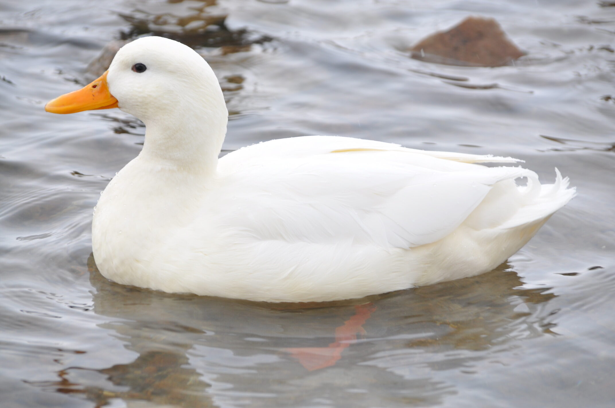 ¿Cómo se llama un patito con pico y cabeza blancos?  Descripción de razas de pecho blanco, patos domésticos con mechón.