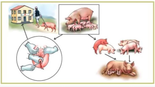 Cómo se reproducen los cerdos