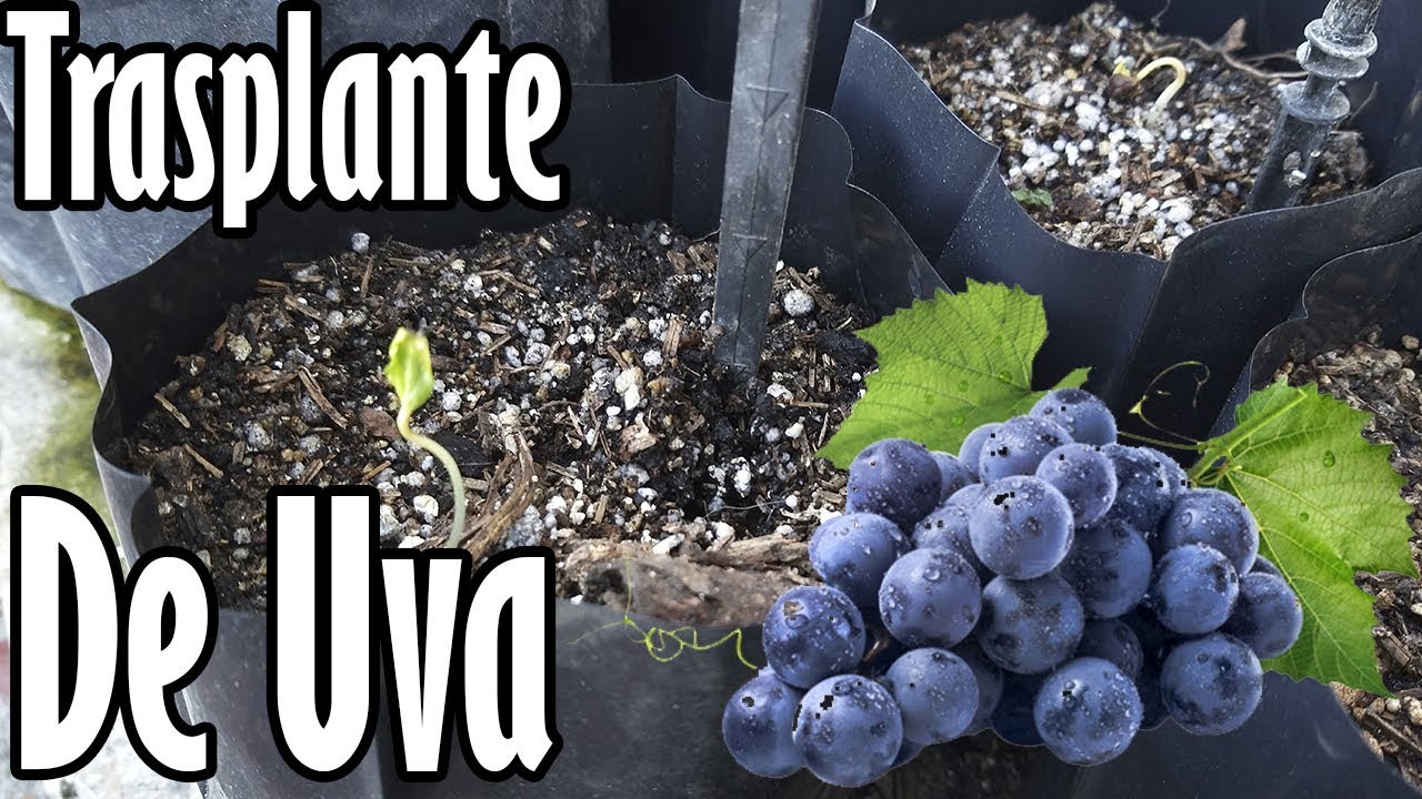 ¿Cómo trasplantar uvas?