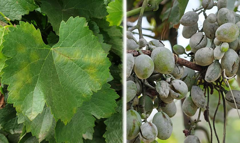 ¿Cómo tratar el mildiú de las uvas?