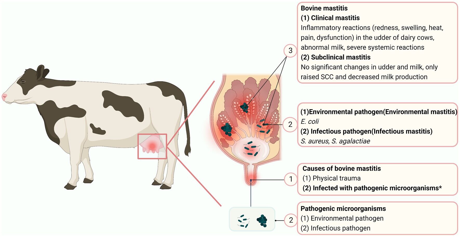 ¿Cómo tratar la mastitis latente en una vaca?