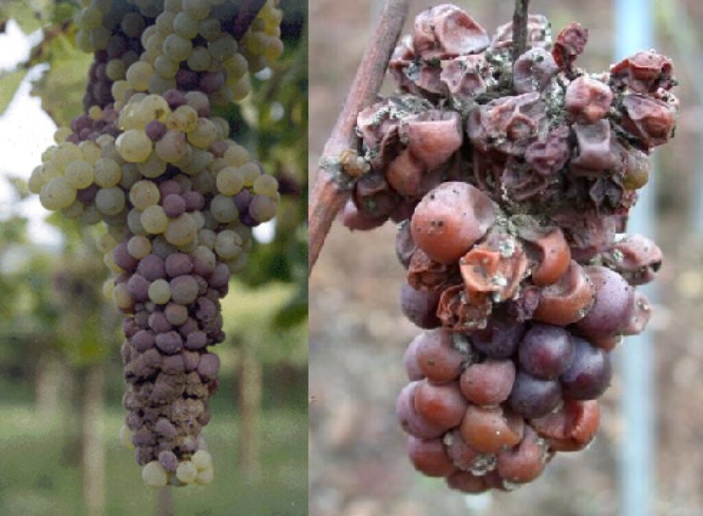 ¿Cómo tratar las uvas de enfermedades y plagas en junio?