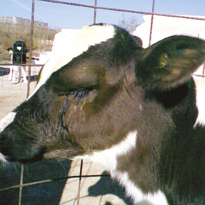 ¿Cómo tratar una espina en el ojo de una vaca?