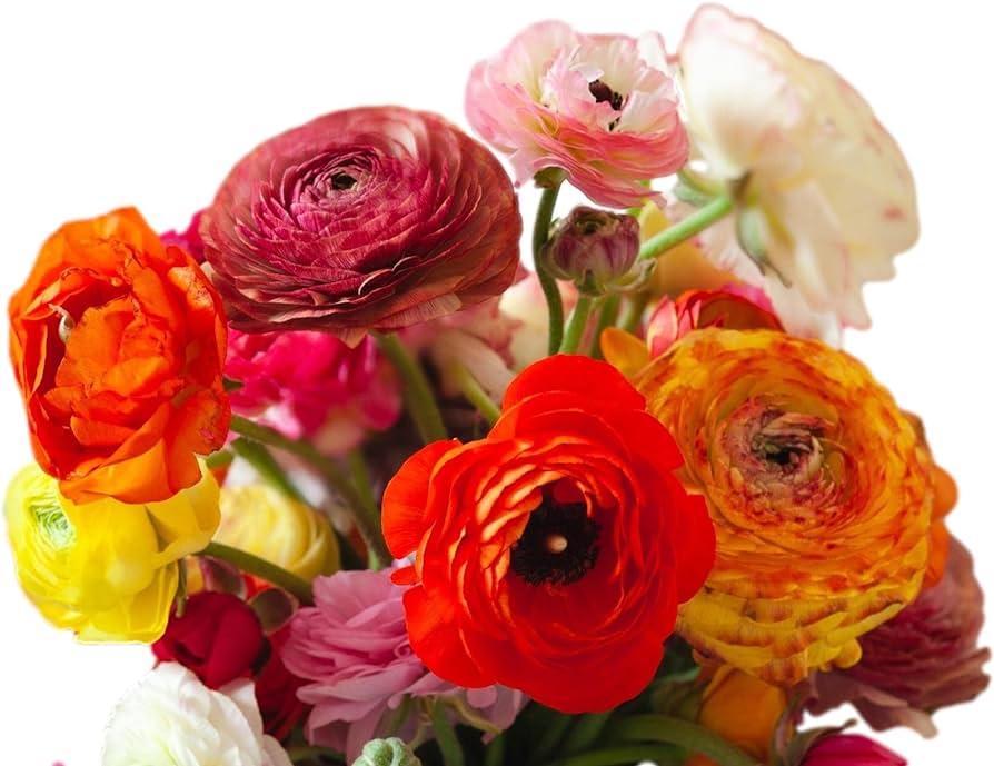 Cómo utilizar correctamente el ranunculus decorativo de jardín ranunculus en macizos de flores: fotos de las mejores ideas