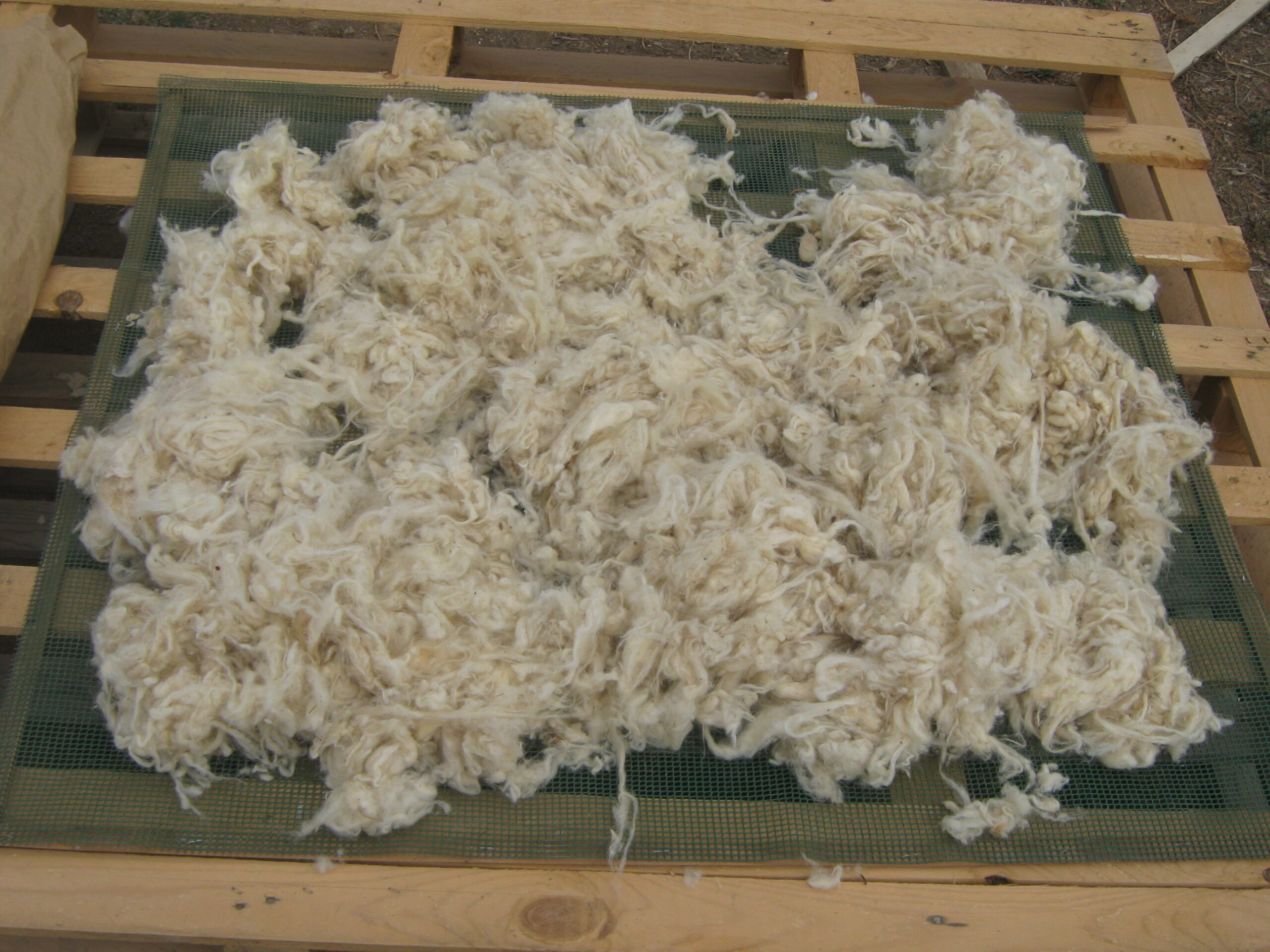 Cómo y cómo lavar lana de oveja (vellón) en casa.