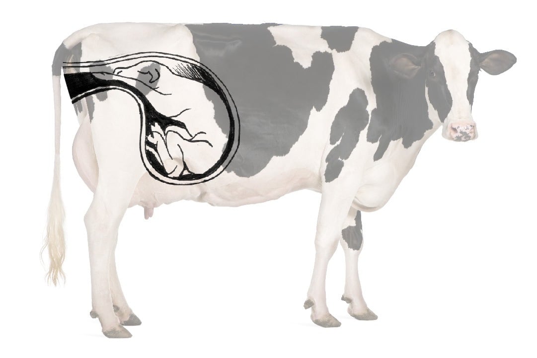 Cómo y cuándo pare una vaca y señales de su acercamiento