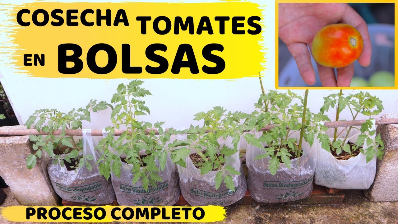 Cómodo, móvil y sin complicaciones: cómo plantar y cultivar tomates en bolsas