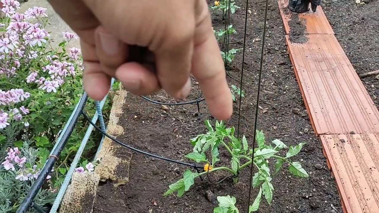 Confiable, hermoso, rentable: cómo y cómo atar tomates en invernadero y en campo abierto