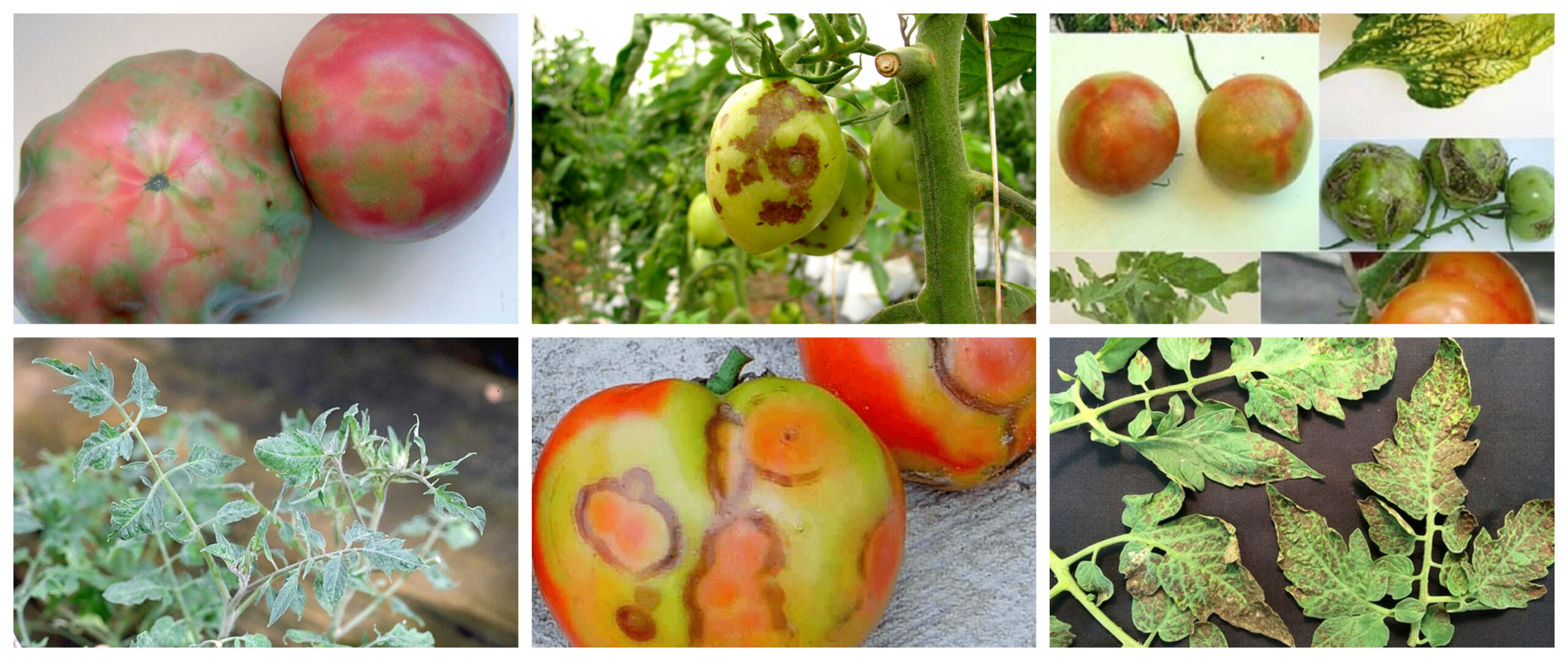 Contagioso y poco curable: qué es el mosaico del tabaco del tomate y cómo tratarlo en el invernadero y en el jardín