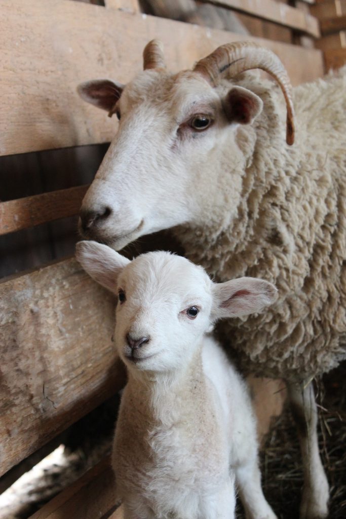 Cría de ovejas de lana fina: las razas más famosas, la cría.