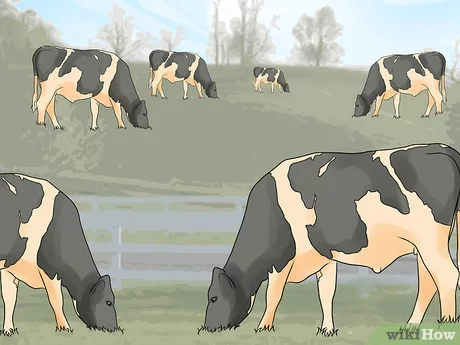 Cría de vacas: cómo elegir una buena, redactar documentos, organizar un establo, comprar animales y equipos