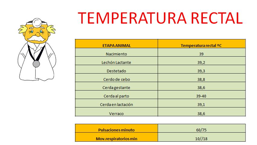 ¿Cuál es la temperatura corporal normal en los cerdos y cómo medirla?