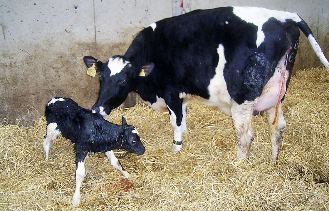 ¿Cuáles son los cuidados de una vaca después del parto?