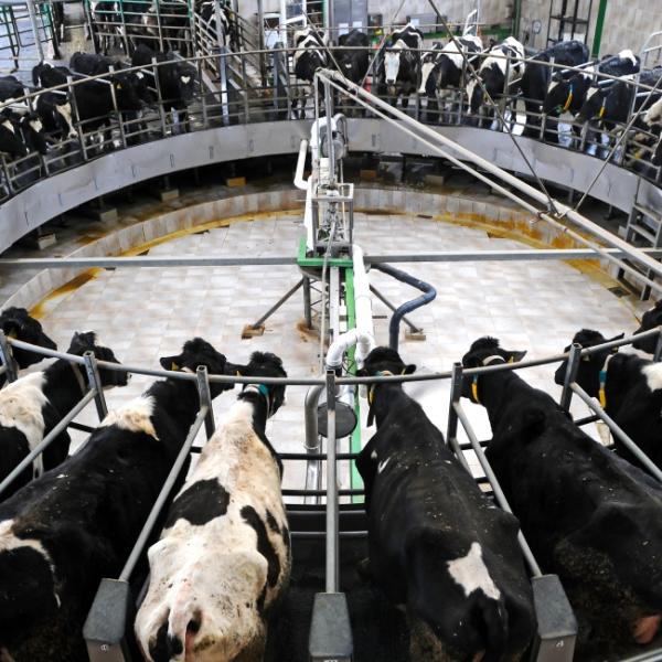 ¿Cuándo empieza una vaca a dar leche por primera vez?