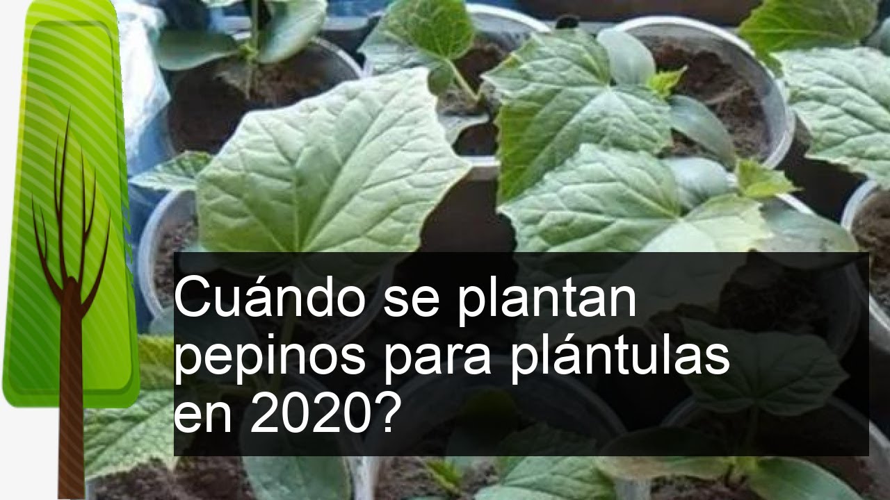 Cuándo plantar pepinos para plántulas y en el suelo en 2021, los calendarios lunar y popular te ayudarán